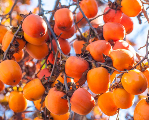 Trabzon Hurması Fidanı