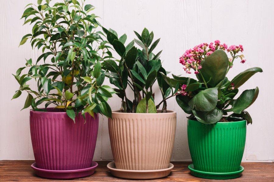 İç Mekan Bi̇tki̇leri̇