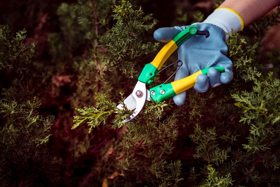 Bahçe Peyzaj Bakımı