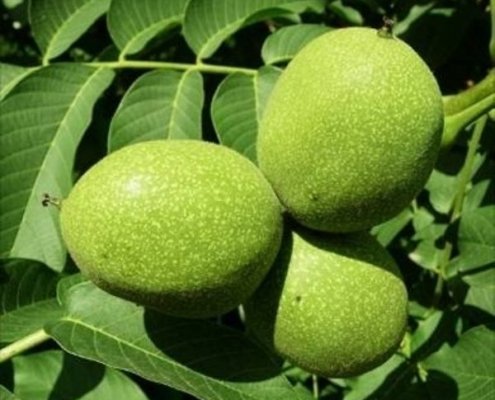 Fernor Ceviz Fidanı