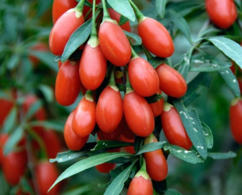 Goji Berry Fidesi