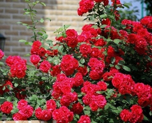 Sarmaşık Gül Fidanı